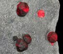 Plate of Red Embers Garnets in Graphite - Massachusetts #127802-2